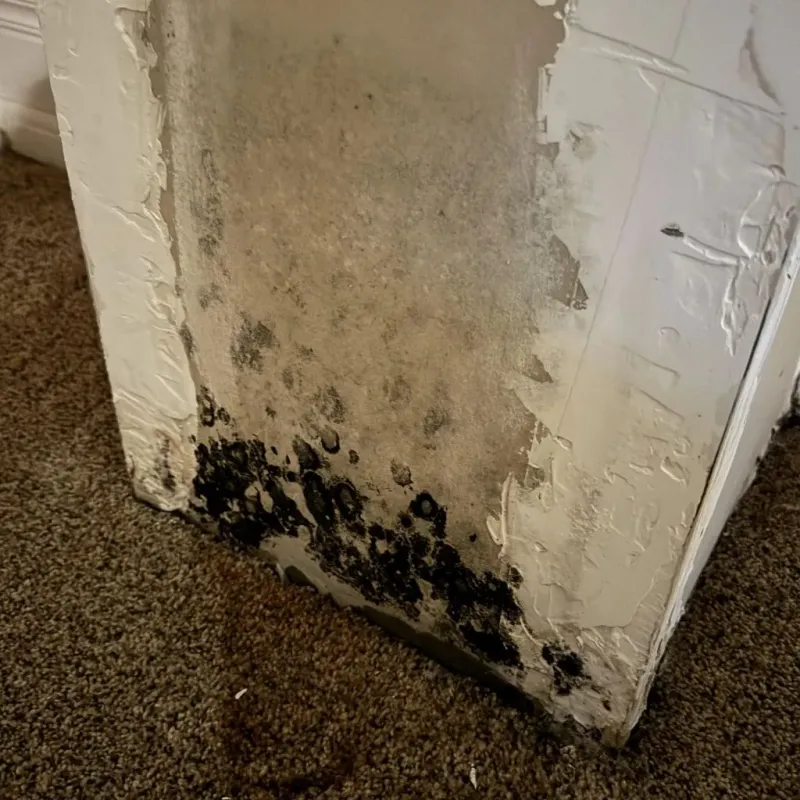 Professional Mold Removal in Pleasanton, CA